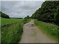 Track (footpath) towards Hardybarn in Limestone Peak Ward