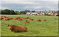 Contented Cattle in DD11 2RB