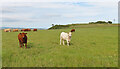 Cattle on Cairnconon Hill in Arbroath West, Letham and Friockheim Ward