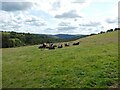 Herd of cattle in a pasture in LL20 7DB
