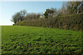 Hedge near East Moore Cross in TQ9 7PE