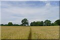 A footpath through a field of wheat to Cosby  in Cosby & South Whetstone Ward