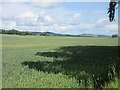Wheat field at Noranside in DD8 3QT