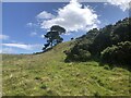 Pine tree, Southballo Hill in PH14 9TA