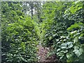 Path through the woods in AB55 5GD