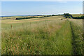 Byway and farmland, Lambourn in RG17 7XA