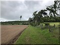 Field below Palmer Wood in DD2 5NZ