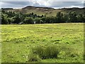 Field by the Long Loch in DD2 5NZ
