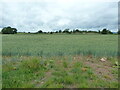 Wheat field near Tirley in GL19 4HF