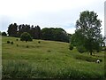 Hillside grazing towards Fawnsdale Plantation in DE45 1JD