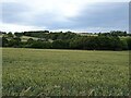 Cereal crop and woodland near Well Lane Farm in S42 7HP