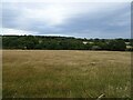 Grassland and woodland near Grove Farm in S42 7HW