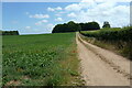 Farm track and plantation near White Hall, Syderstone in Syderstone