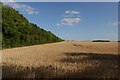 Wheat field by Grange Road in CB22 4WF