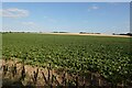 Sugar beet field by Grange Road in CB22 4WF