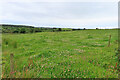 Field of Clover in AB43 6NY