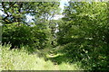 Track through Southwick Wood in PE8 5HB