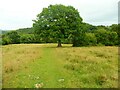 Oak tree on the footpath from Farnley Tyas to Woodsonw Lees in HD8 0PT
