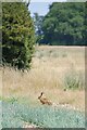 Brown Hare on Skiphatch Lane in CO11 2NP