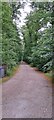 Track into Cottage Wood, Ashe Green in IP12 2RG