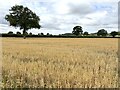 Field of oats in SY4 3DH