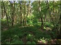 Woodland undergrowth in FK5 4ED