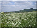 Hedgerow of Cow Parsley in TF6 5DR