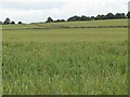 Wheat field at Craigton in KY13 0LJ