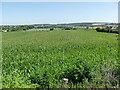 Crop field off Lowfield Road in S63 8BF
