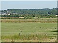 Geese in a field by Crane Well Lane in S63 8JE