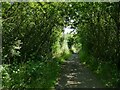 Shady bridleway near Harlington in DN5 7HX