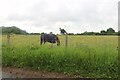 Horse by Bayford Lane in SG13 8LE