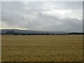 Cereal crop east of Oxenturn Road in Wye with Hinxhill