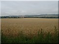 Cereal crop near Wye in TN25 5EP