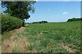 Sugar beet field near White Hall in Syderstone