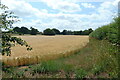 Barley field near White Hall in Syderstone