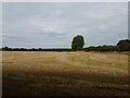 Stubble field off Tyler Hill Road  in CT2 9NW