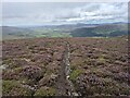 Path descending from Ben Tirran in DD8 4QS