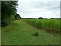 Field edge and miscanthus near Coddington in NG24 2NH