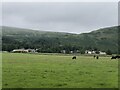 Cattle near Clachan of Campsie in G66 7LP
