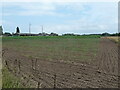 Asparagus field and Hoe Farm in PE34 4DY