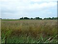 View towards Westfield House, Terrington St Clement in PE34 4EY
