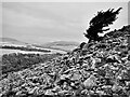A lone pine tree grows out of the scree on Blakehope Hill  in TD1 3LG
