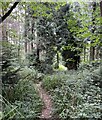 Footpath through Parkhurst Forest in PO30 5SD