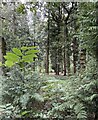 Looking into Parkhurst Forest in PO30 5SD
