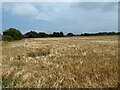 Barley field off Sutton Road, Terrington St Clement in PE34 4DU