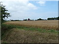 Barley field off Bush Meadow Lane in PE34 4HA