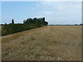 Stubble field off Anchor Road in PE34 4HL