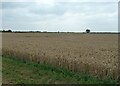 Wheat field off Anchor Road in PE34 4HL