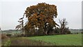 Oak tree by the Herefordshire Trail in HR6 0QL